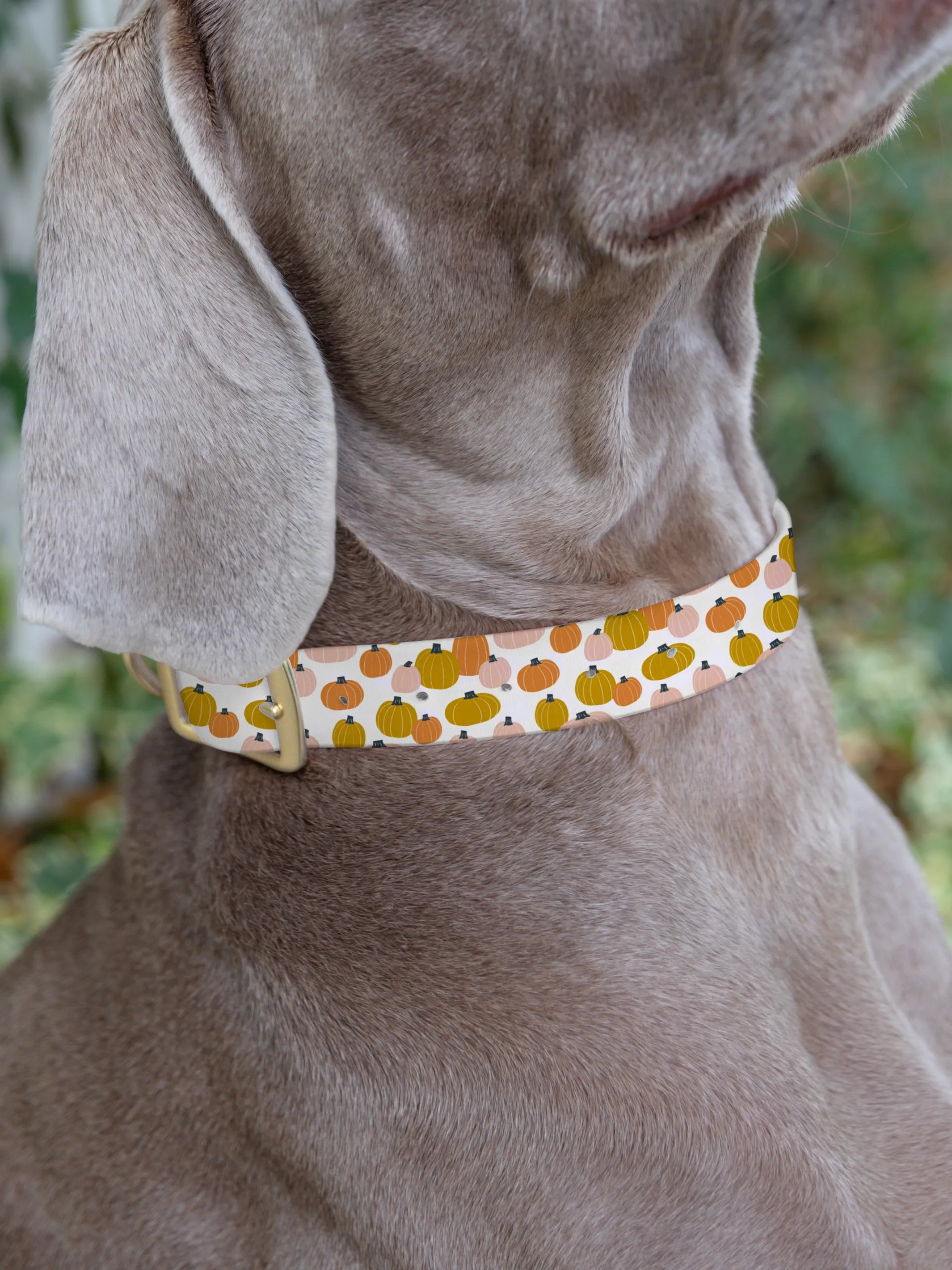 Hey There Pumpkin | Dog Collar